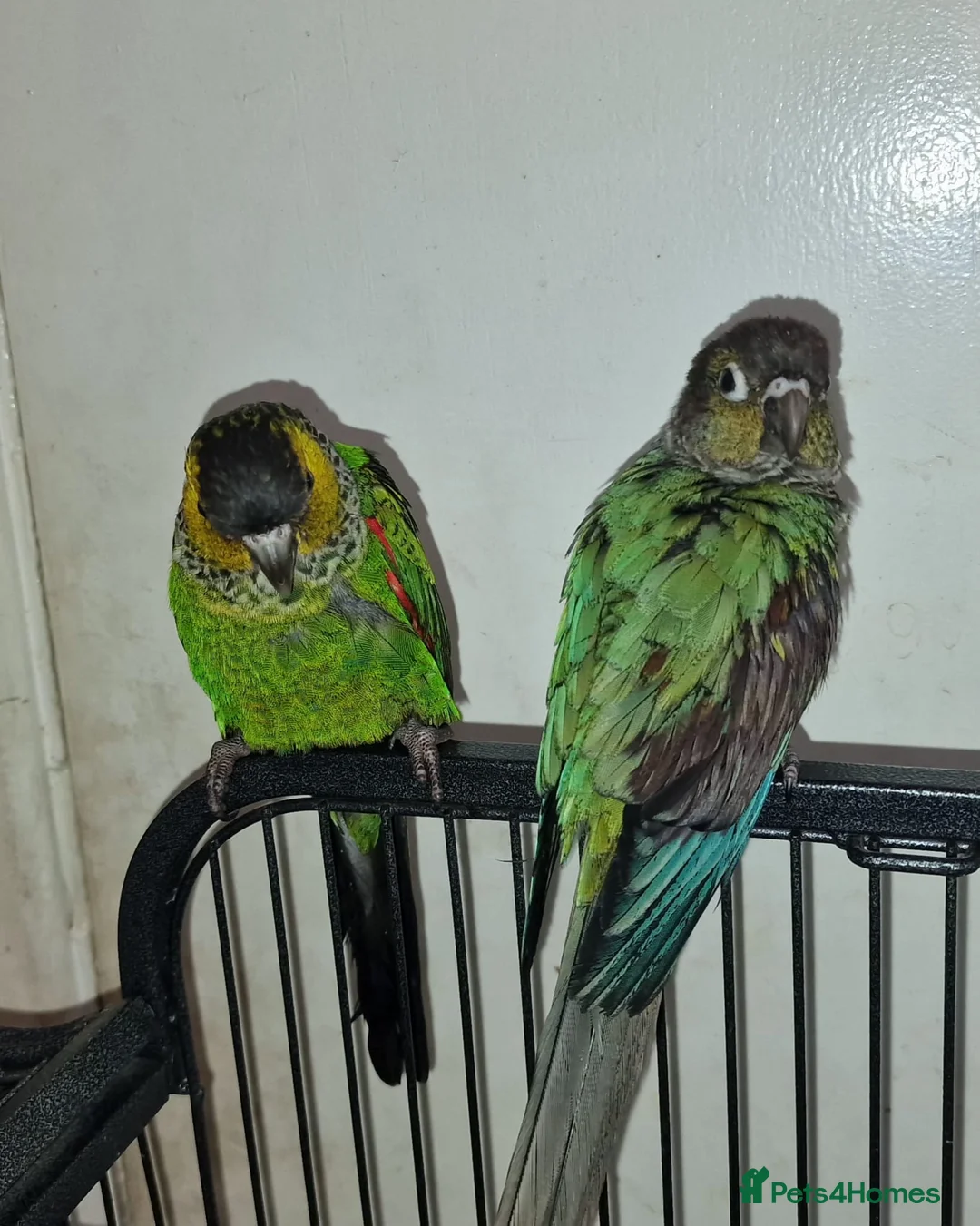 Conures birds for sale: Breeding pair of conure parrots  - Advert 5