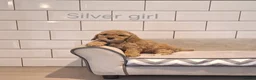 Cavapoochon dogs for sale: Beautiful Cavapoochons puppies - Advert 20