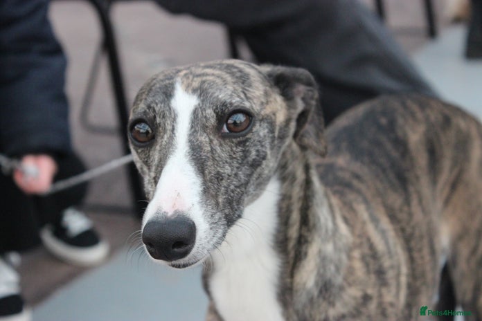 Whippet dogs - Advert 1