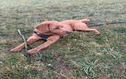 Labradoodle dogs for sale: 10 month old labradoodle for rehoming - Image 4