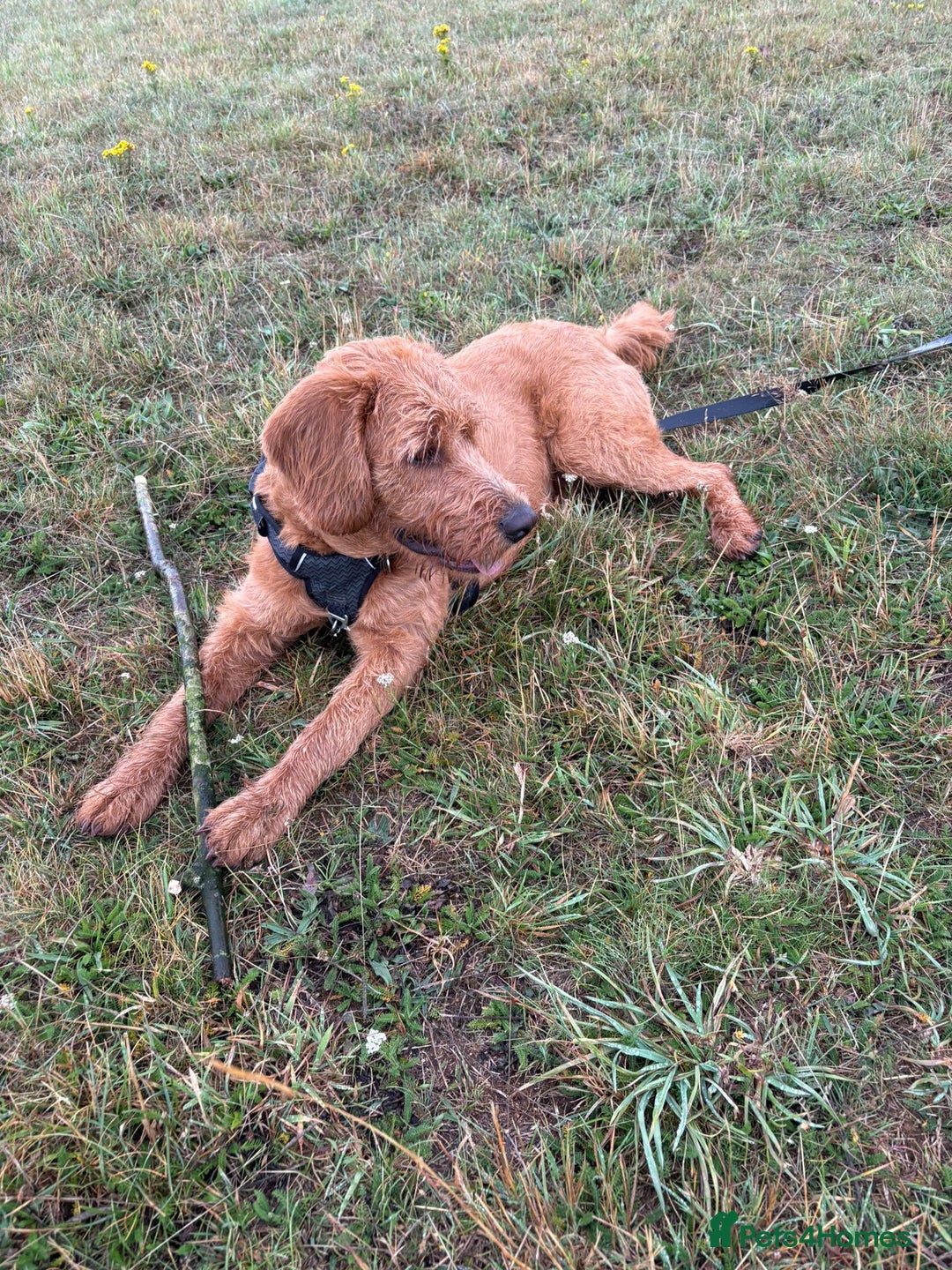 Labradoodle dogs for sale: 10 month old labradoodle for rehoming - Image 4