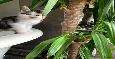 British Shorthair cats - Advert 8