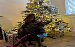 German Shepherd dogs for sale: Female German Shepherd - working line - Advert 30