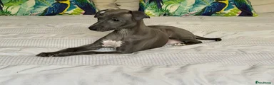 Italian Greyhound Puppy 1