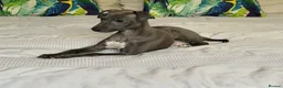 Italian Greyhound dogs for sale: Kc Italian greyhound 4 boys - Advert 3