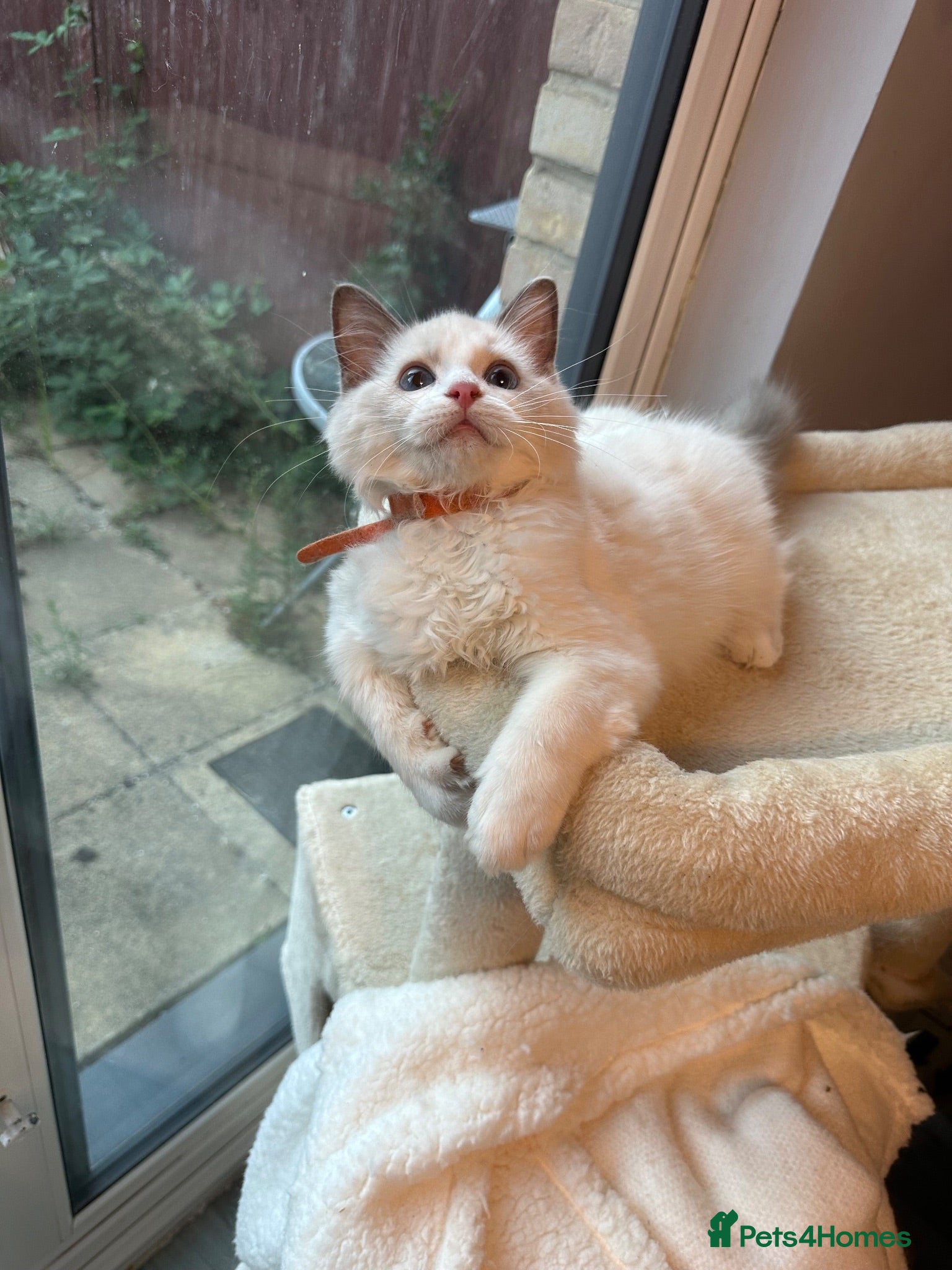 Ragdoll cats  TICA Quality Beautiful ragdoll kittens 😻🌟 - Advert 16