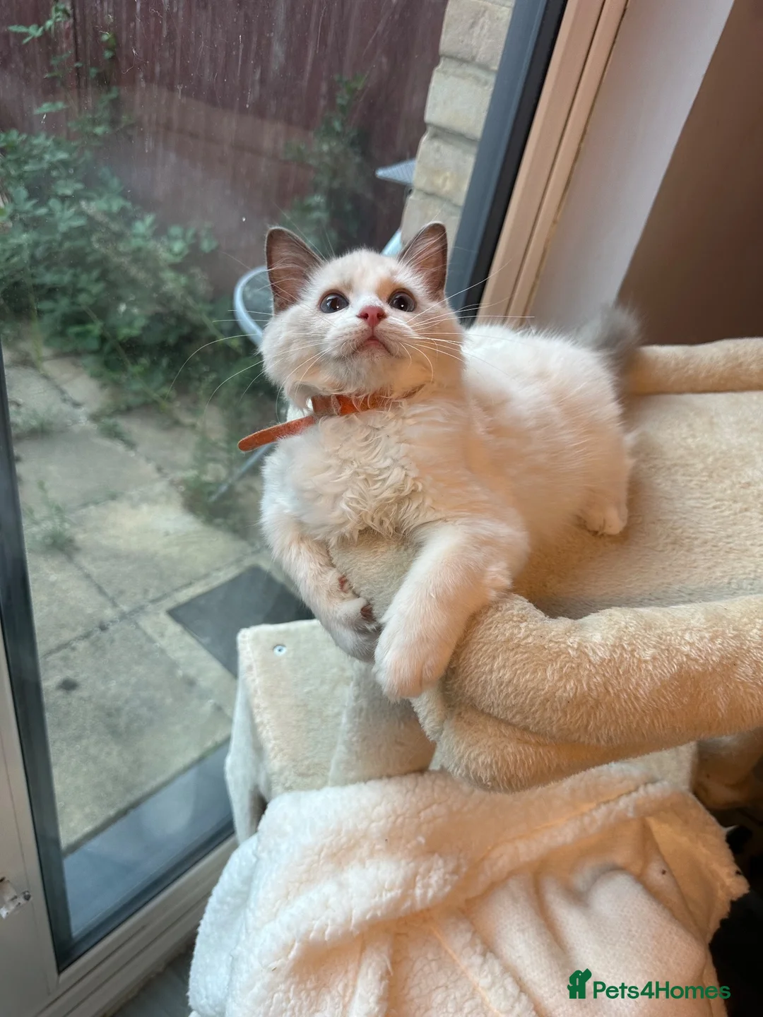 Ragdoll cats for sale:  TICA Quality Beautiful ragdoll kittens 😻🌟 - Advert 2