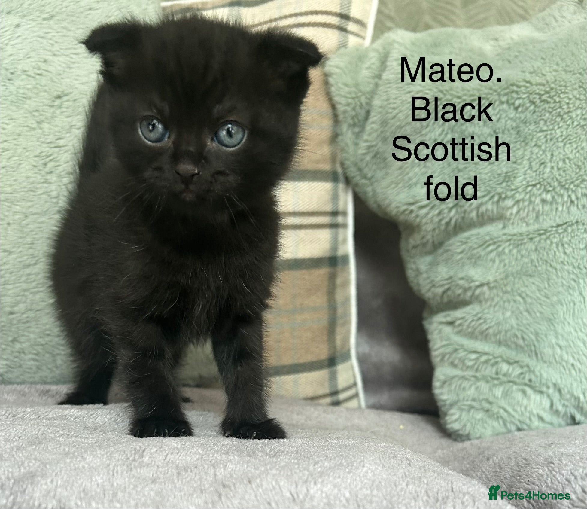 Scottish Fold cats Black Scottish fold boy - Advert 3