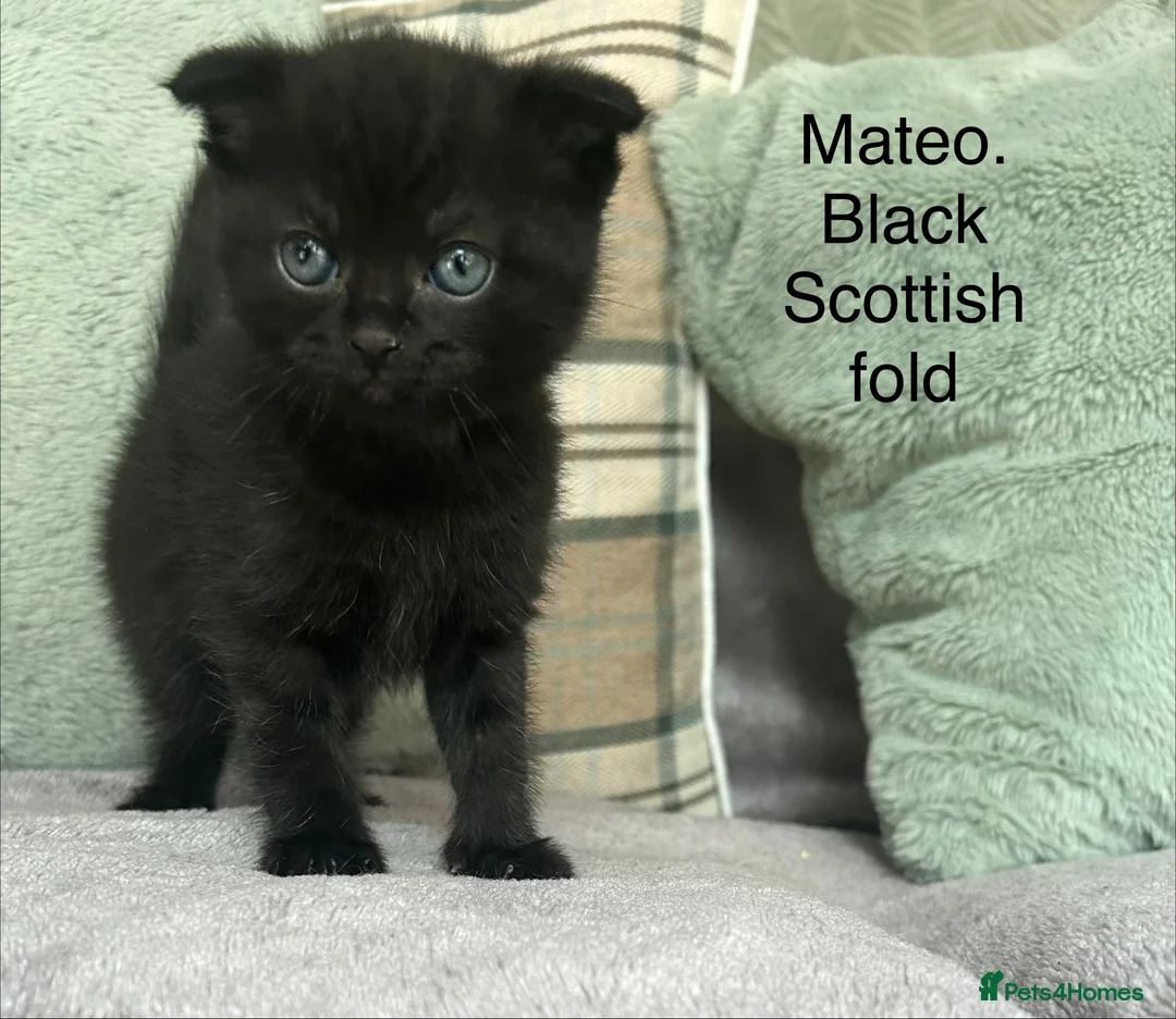 Scottish Fold cats for sale: Black Scottish fold boy - Advert 1