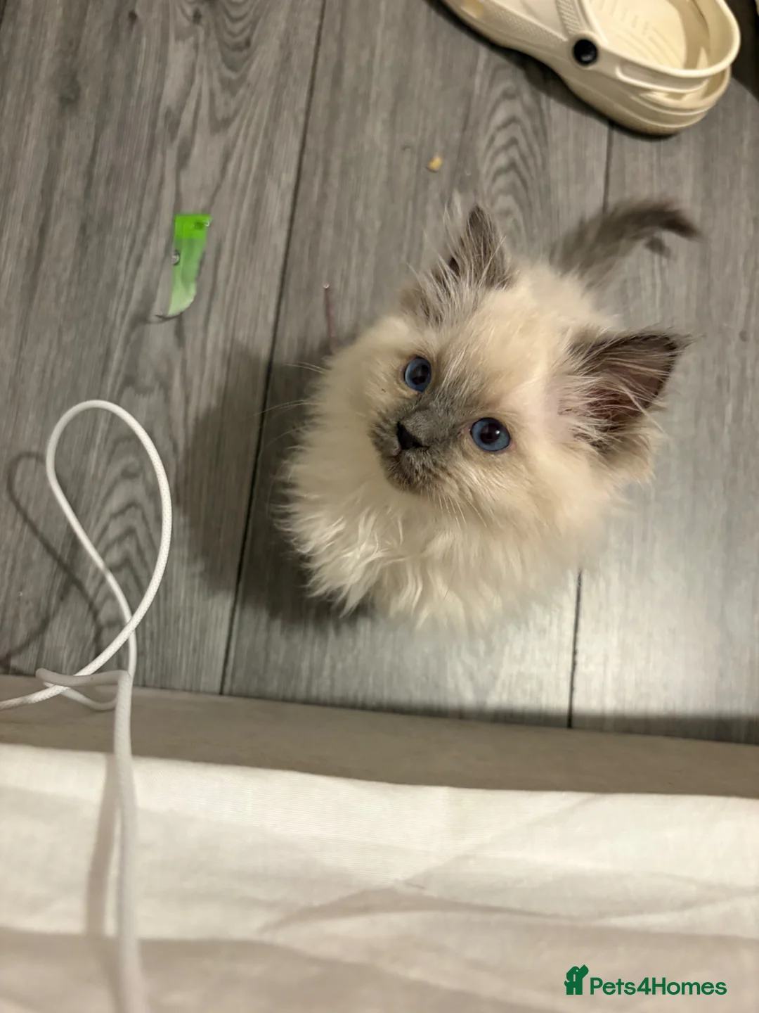 Ragdoll cats for sale: Ragdoll Kitten – Last Male Available 🐾 - Advert 2