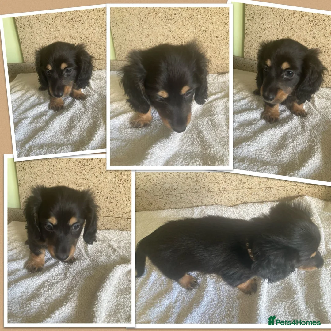 Miniature Dachshund dogs for sale: Adorable Puppies in Birmingham - Advert 14