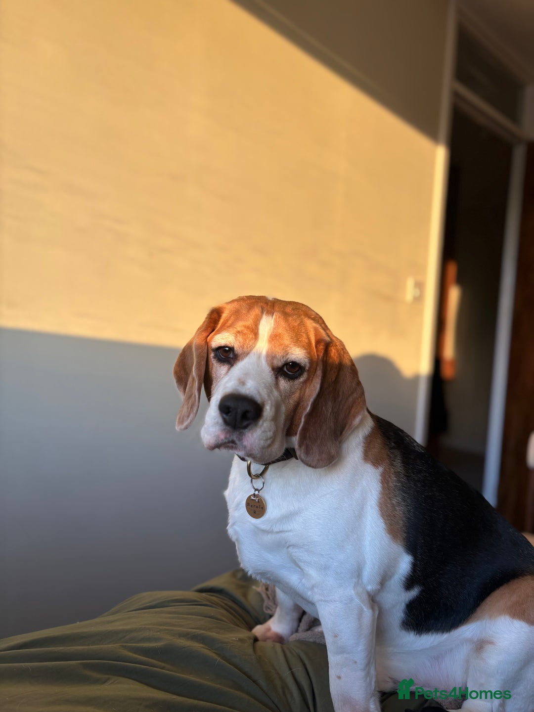 Beagle dogs for sale: Bernie Beagle  - Image 7