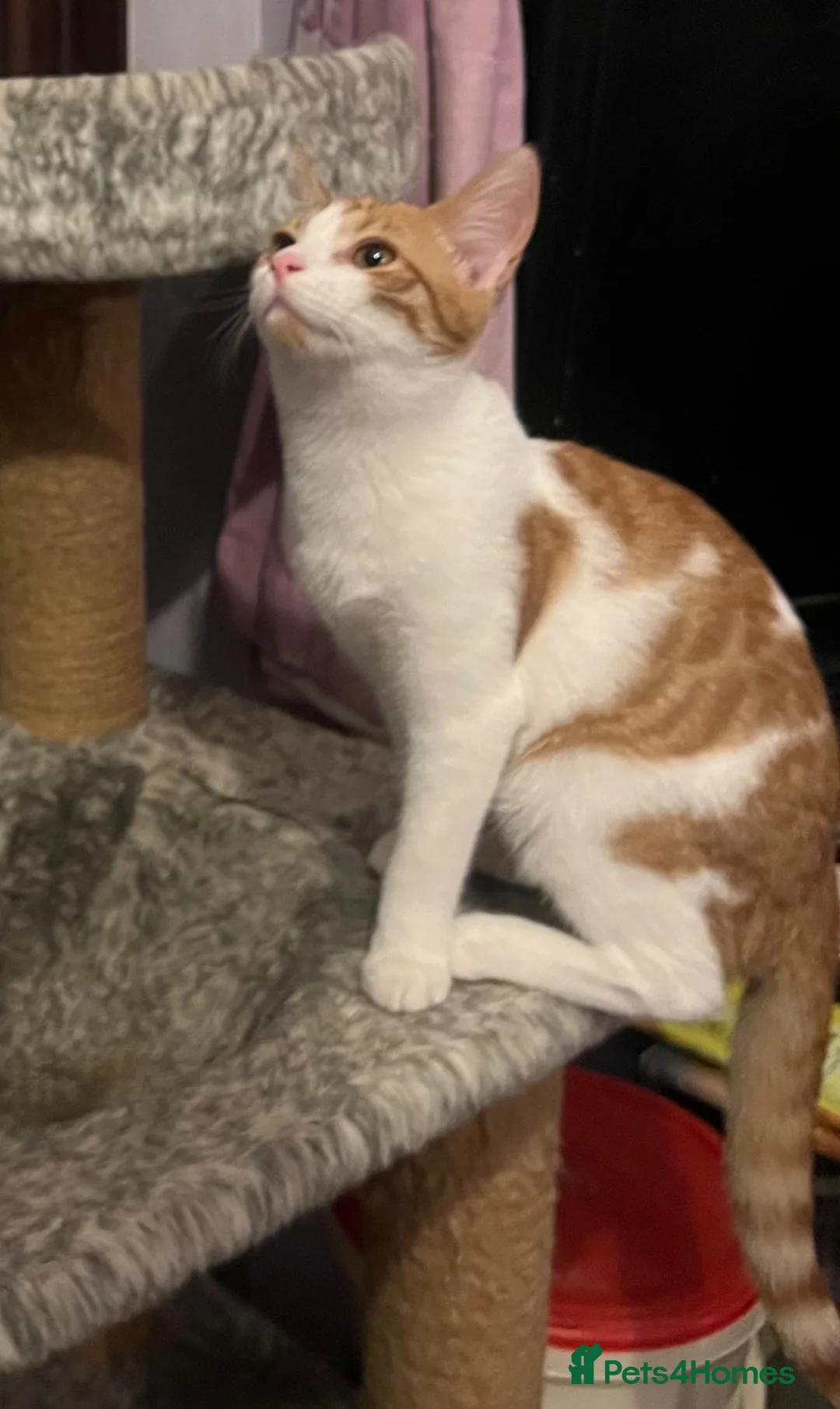 Domestic Shorthair cats for adoption: Gorgeous rescue ginger kitten needs a home in Hook - Advert 2