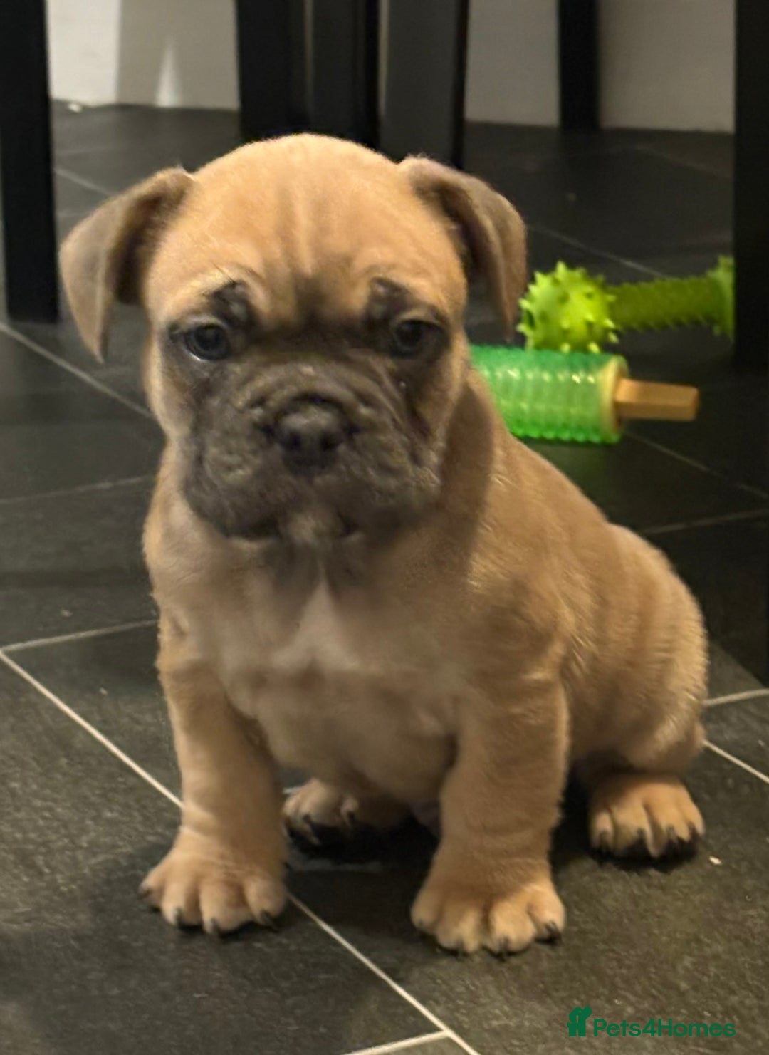French Bulldog dogs for sale: *REDUCED* READY TO LEAVE French bulldogs  - Advert 10