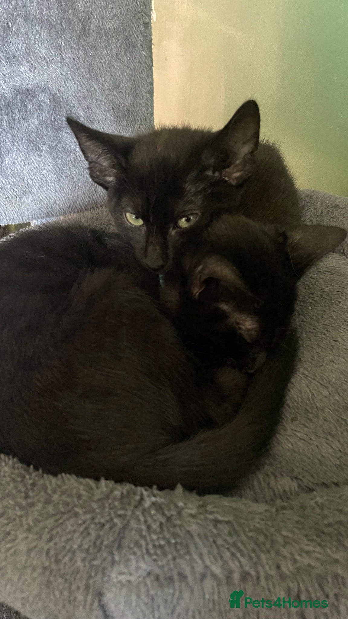 Mixed Breed cats female kittens looking for loving home - Advert 9