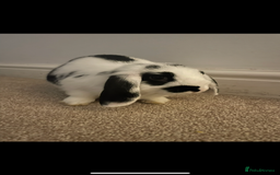 Mini Lop rabbits for sale: Re-homing our beautiful Buddy & Bean - Image 3