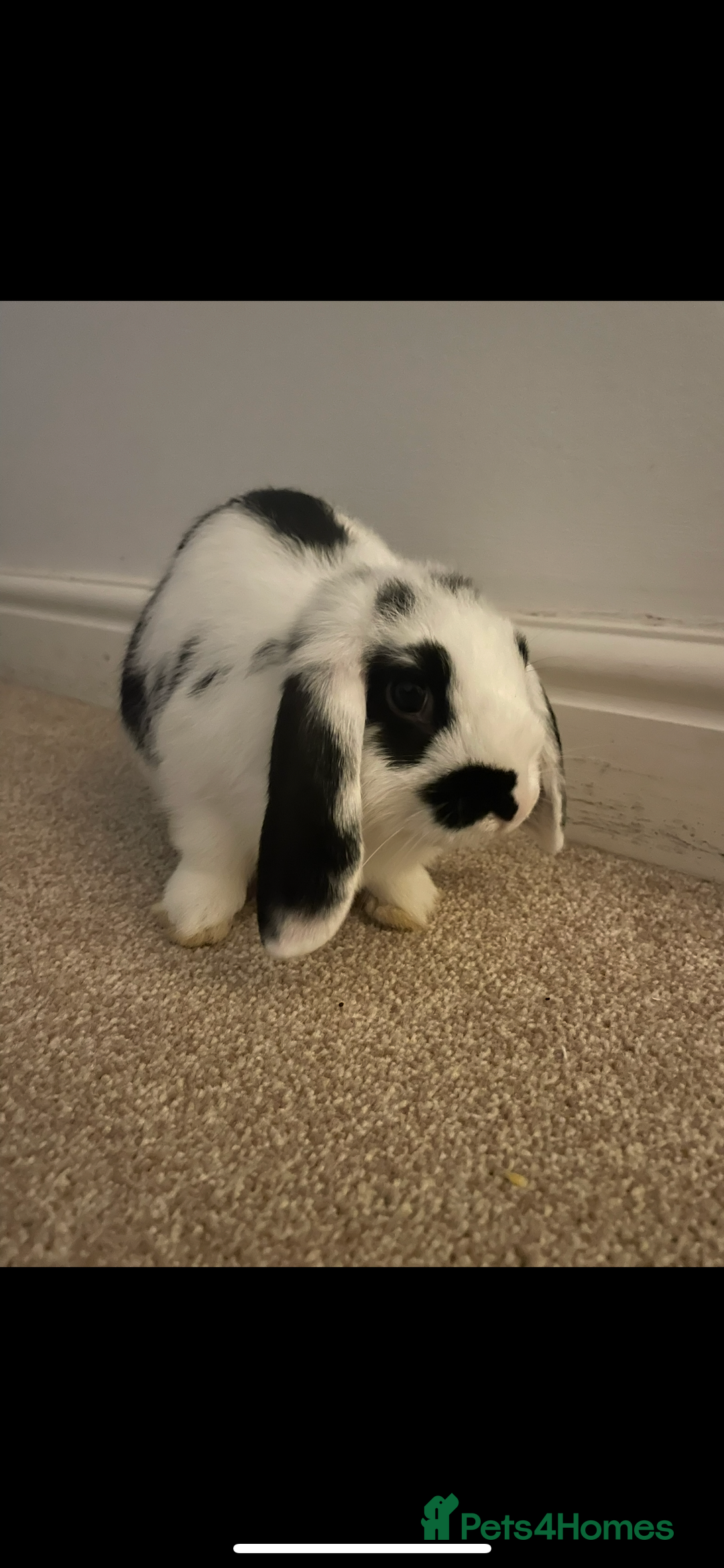 Mini Lop rabbits for sale: Re-homing our beautiful Buddy & Bean - Image 3
