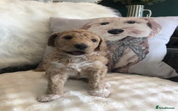 Goldendoodle dogs for sale: Goldendoodle Double Doodle pups for sale - Image 15