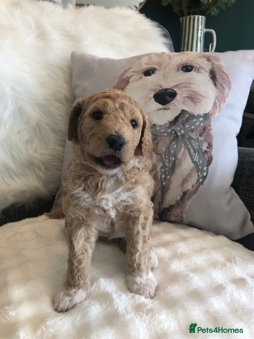 Goldendoodle dogs for sale: Goldendoodle Double Doodle pups for sale - Image 15