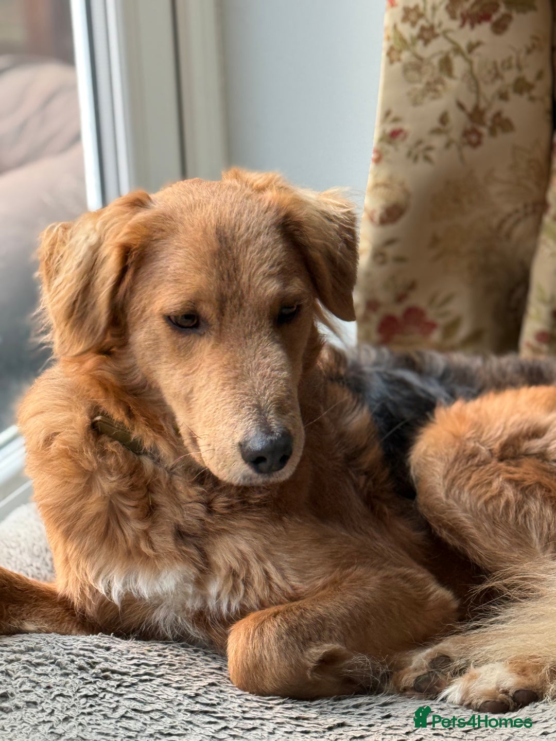 Mixed Breed dogs for adoption: Sweet Nathan Is looking for Love  - Image 4