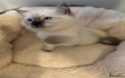 Ragdoll cats for sale: Beautiful Ragdoll Kittens - Advert 7