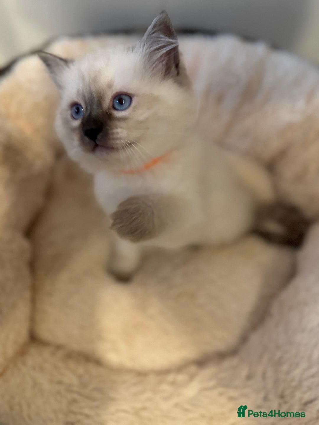 Ragdoll cats for sale: Beautiful Ragdoll Kittens - Advert 7