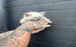 Ragdoll cats for sale: 2 MALE RAGDOLLS AVAILABLE  - Image 7
