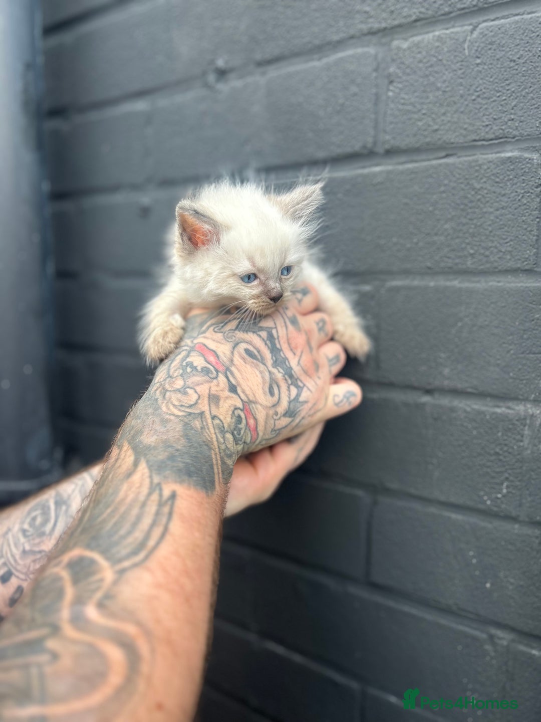 Ragdoll cats for sale: 2 MALE RAGDOLLS AVAILABLE  - Image 7