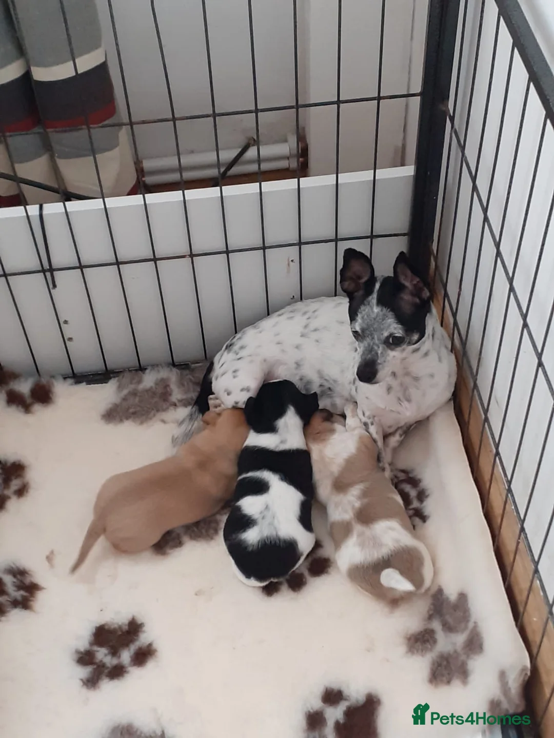 Chihuahua dogs for sale: chihuahua puppies  in Belfast - Advert 7