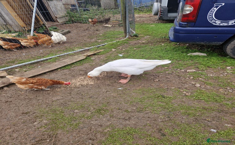 Geese poultry - Advert 2