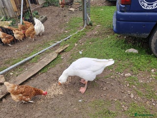 Geese poultry - Advert 2