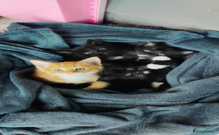 Mixed Breed cats - Advert 3