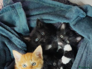 Mixed Breed cats for sale - Advert 1