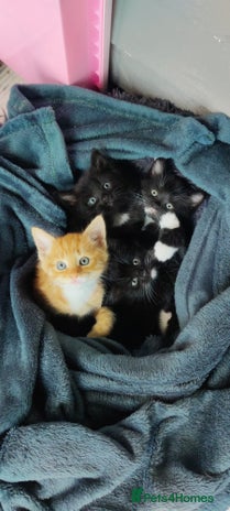 Mixed Breed cats - Advert 3