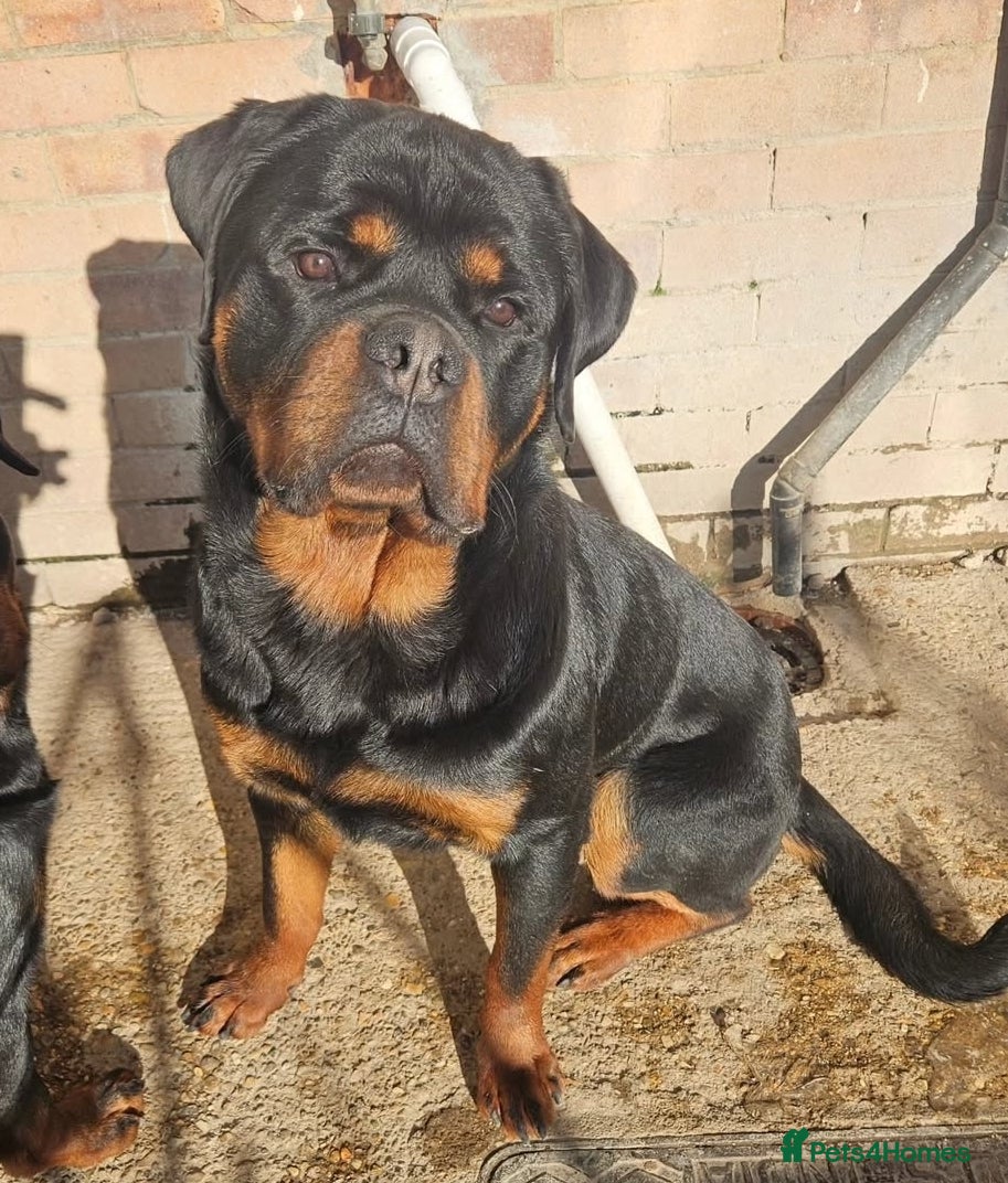 Rottweiler dogs PEDIGREE ROTTIE MALE  - Advert 1