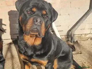 Rottweiler dogs PEDIGREE ROTTIE MALE - Advert 6