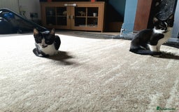 British Shorthair cats for sale: Kittens for homing  - Image 3