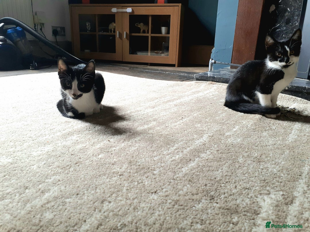 British Shorthair cats for sale: Kittens for homing  - Image 3