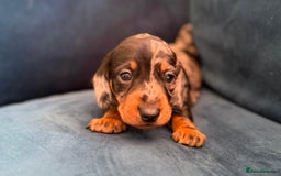 Miniature Dachshund dogs for sale: KC registered miniature dachshund puppies - Image 18
