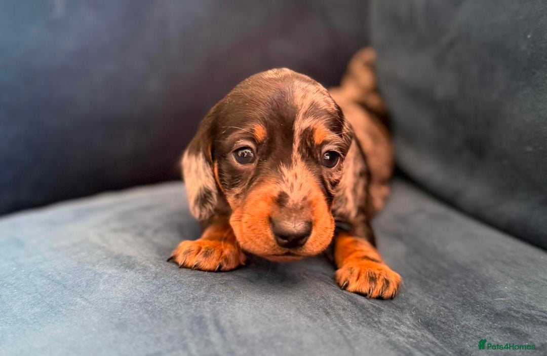 Miniature Dachshund dogs for sale: KC registered miniature dachshund puppies - Image 18