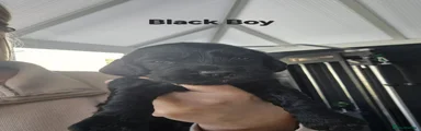 Cockapoo 1 - Black Collar