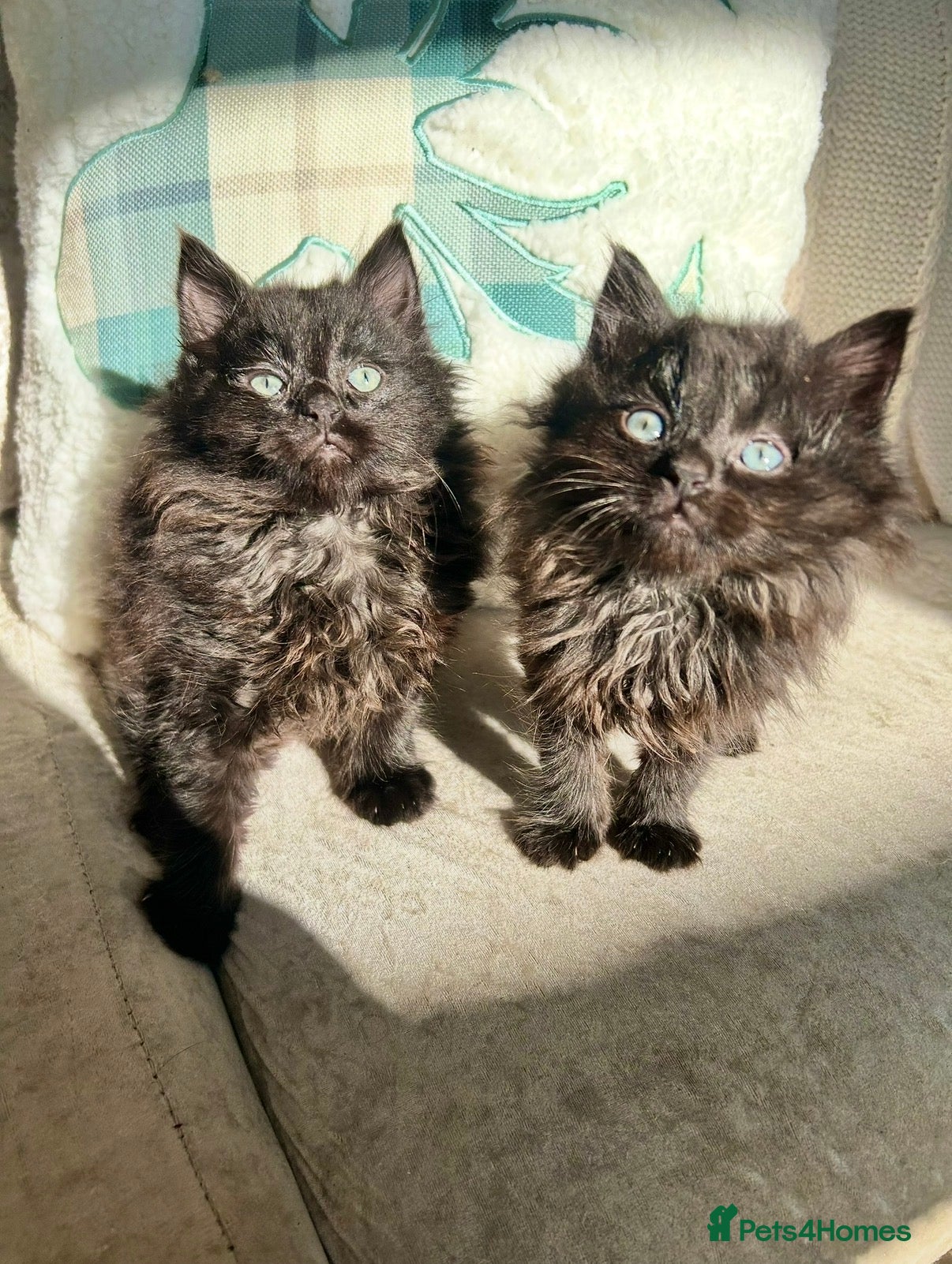 Mixed Breed cats Black Smoke Ragdoll X Maine Coon Kittens - Advert 3