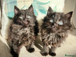 Mixed Breed cats Black Smoke Ragdoll X Maine Coon Kittens - Advert 3