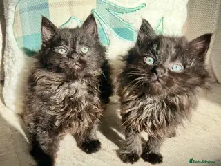 Mixed Breed cats Black Smoke Maine Coon Kittens - Advert 10