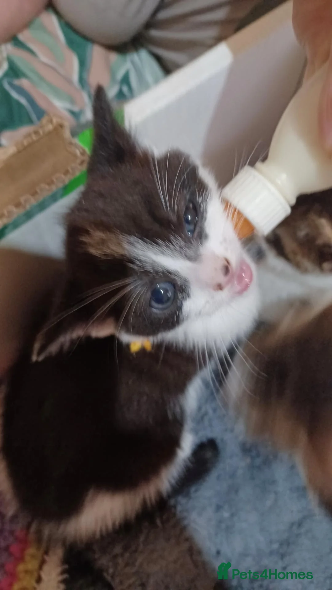 Mixed Breed cats for sale: 3boys&3 girls - Advert 2