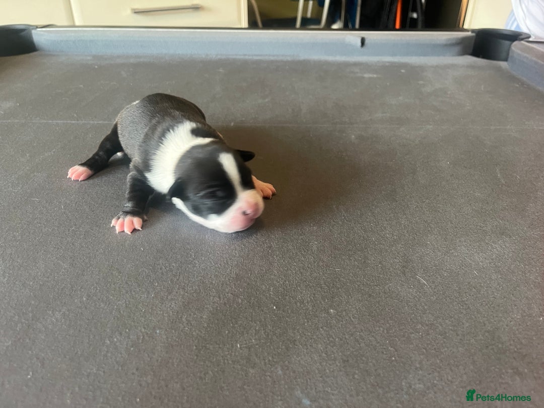 Mixed Breed dogs for sale: StaffyXAmerican bulldog puppies  - Image 37
