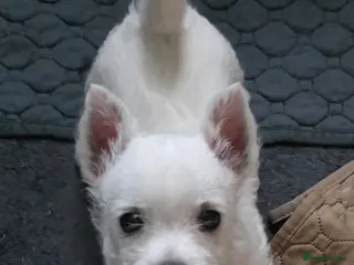 West Highland Terrier dogs Pure Westies Kc registered - Advert 12