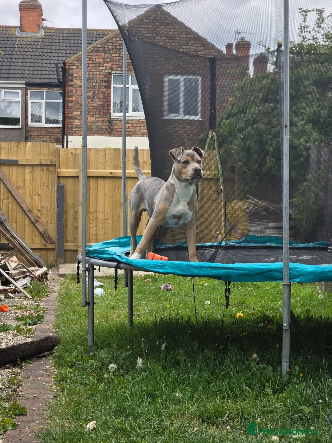 Mixed Breed dogs for sale: BLUE MERLE STAFFY X AMERICAN BULLY  - Advert 2