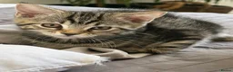 Mixed Breed cats for sale: 4 Kittens Looking for Their Forever Homes 🐾 - Advert 4