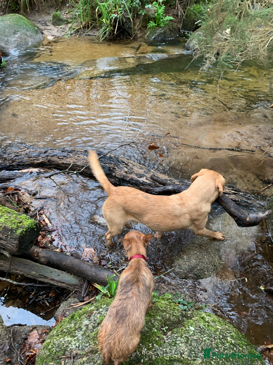Labrador Retriever dogs for sale: My Boy Lenny - Labrador  - Image 7
